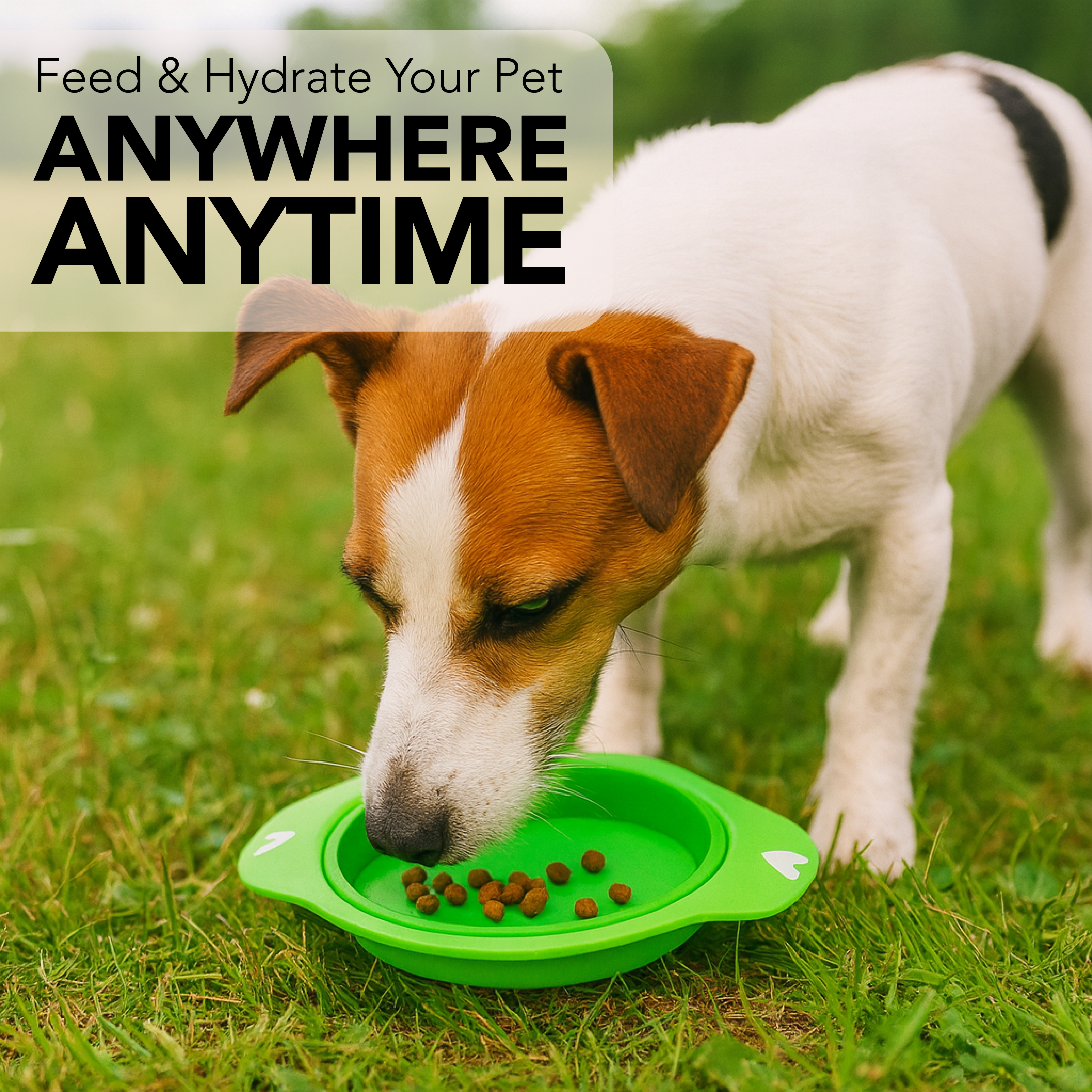 Pet Bowl - Silicone - Flatpack Design