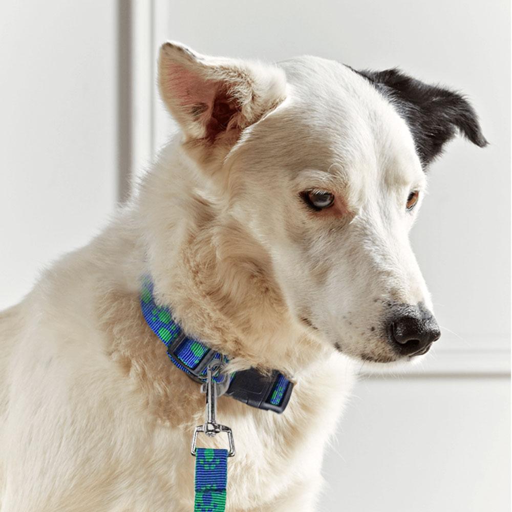 Dog Collar and Leash