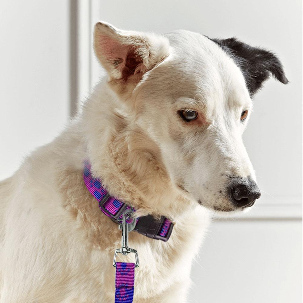 Dog Collar and Leash
