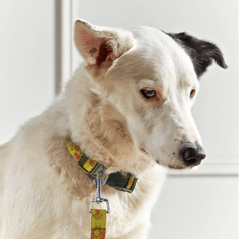 Dog Collar and Leash