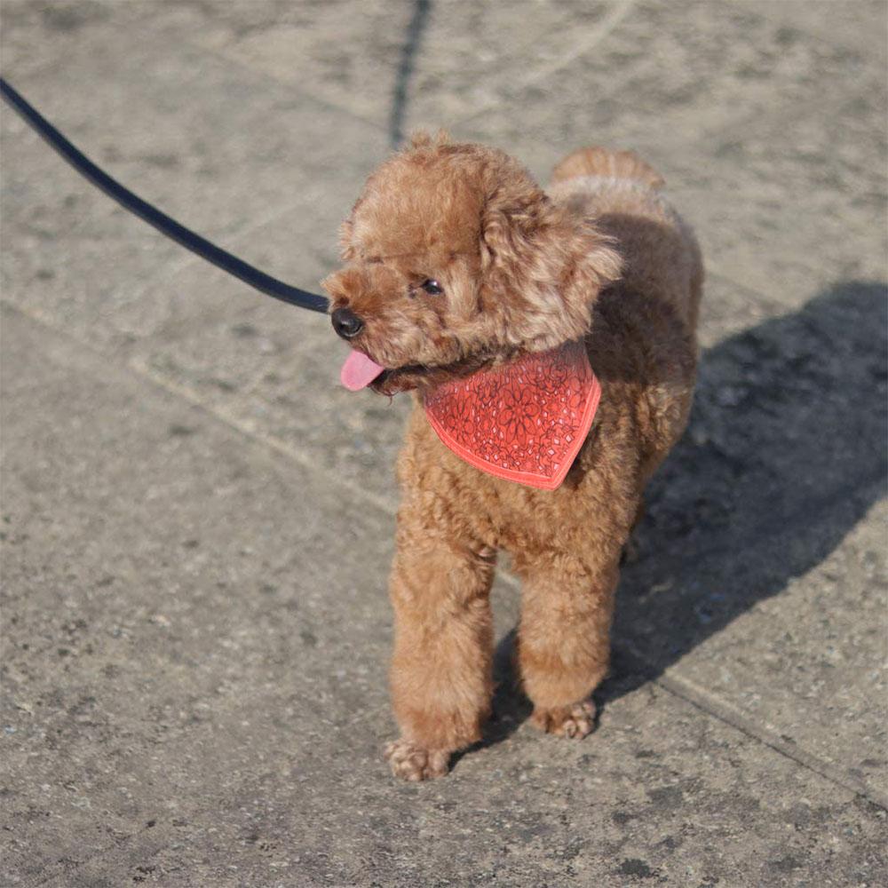 Pet Fabric Collar with Adjustable Collar